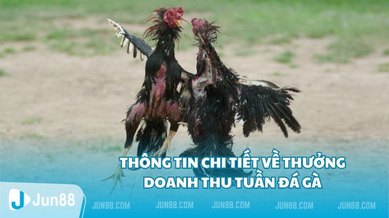 Thông tin chi tiết về thưởng doanh thu tuần đá gà